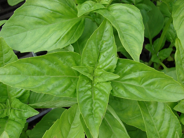 Basil — Ocimum basilicum
