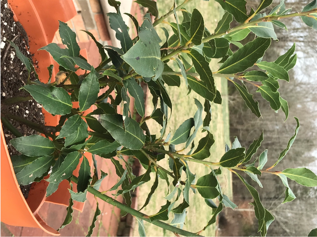 Bay Leaf — Small potted plant with numerous leafy shoots.