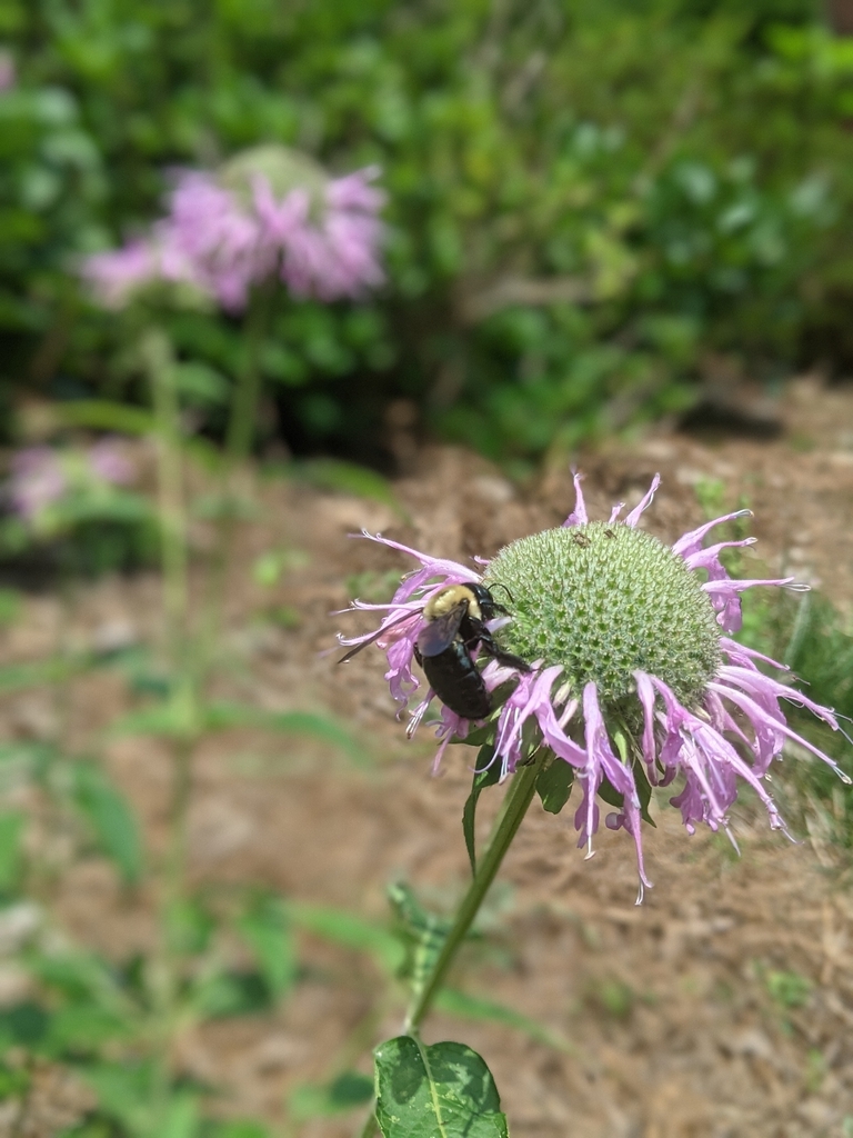 Bergamot — Flower close up July 2021