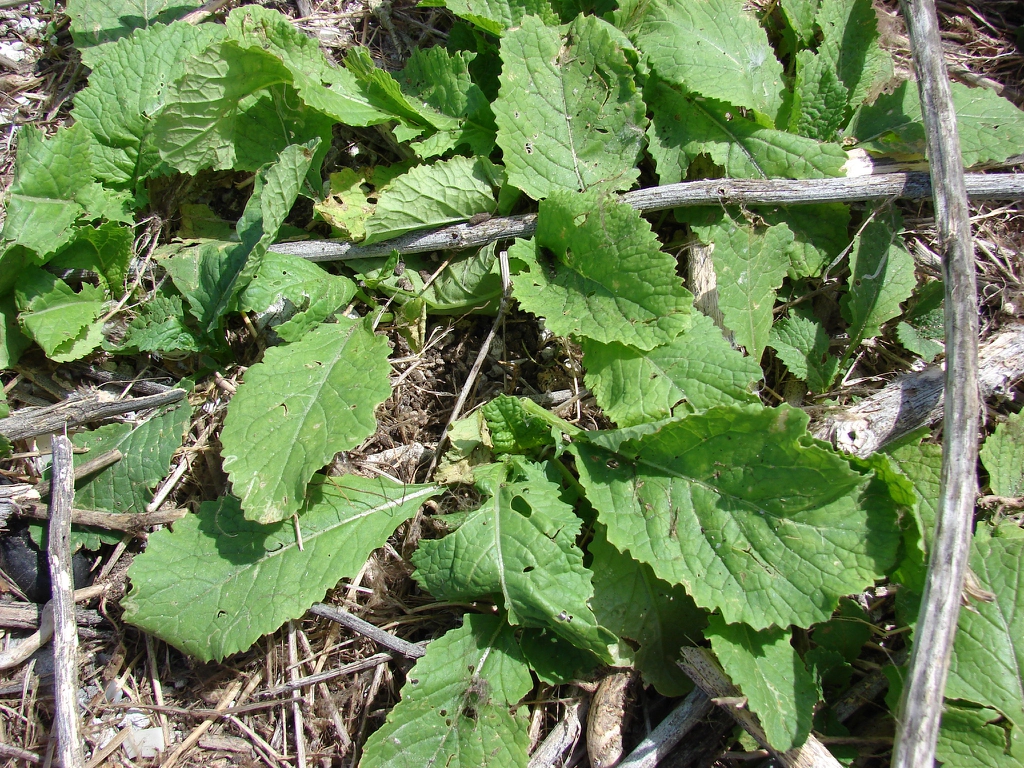 Black Mustard — Brassica nigra