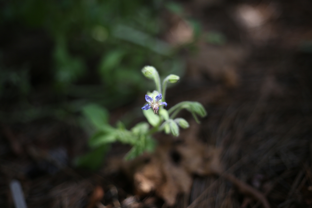 Borage — Borago officinalis