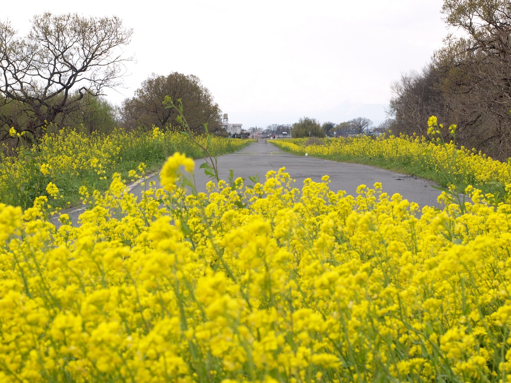 Brown Mustard — in the landscape