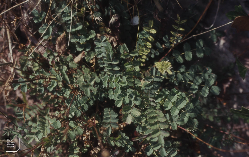 Burnet — Poterium sanguisorba
