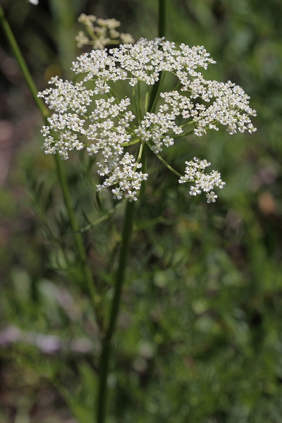 Caraway — Carum carvi