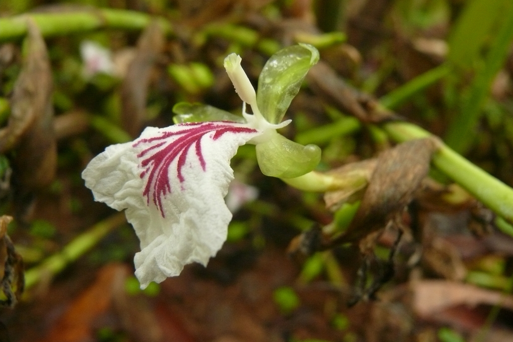 Cardamom — Elettaria cardamomum