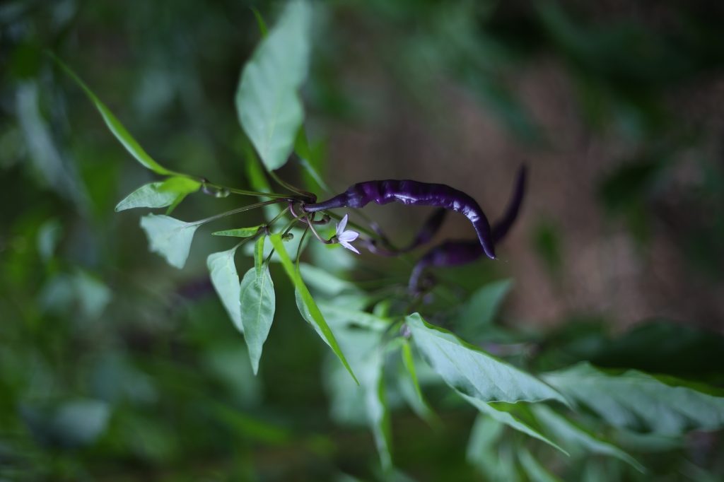 Cayenne Pepper — Capsicum annuum
