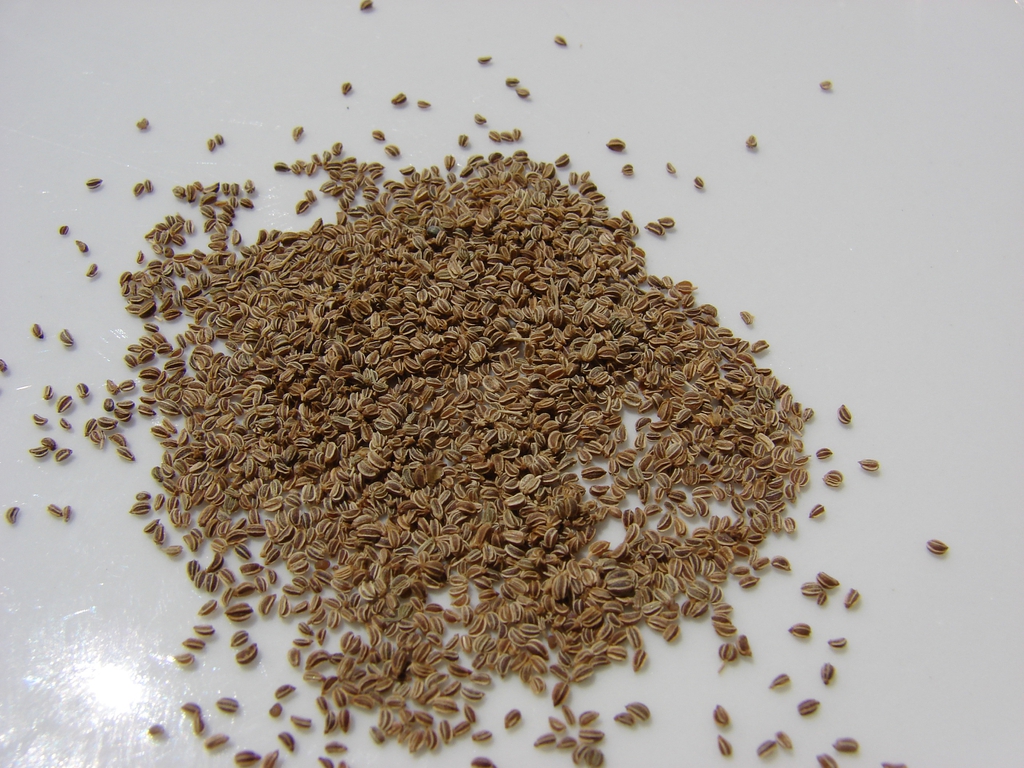 Celery Seed — Apium graveolens