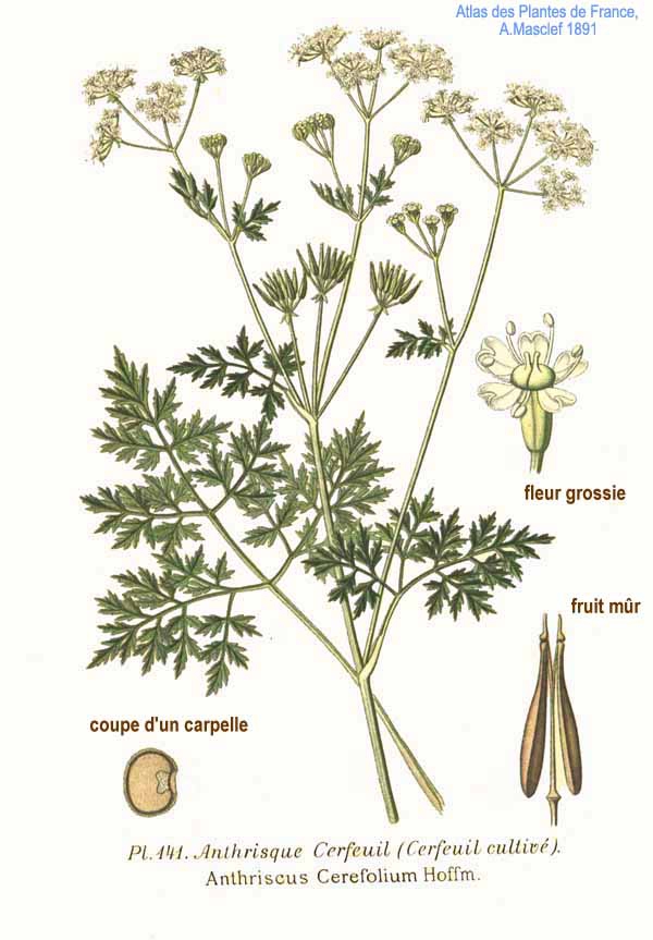 Chervil — Herbarium Sheet