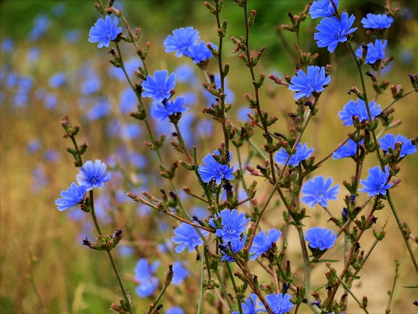 Chicory — Cichorium intybus