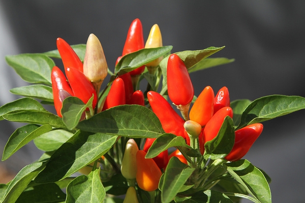 Chili Pepper — Capsicum annuum