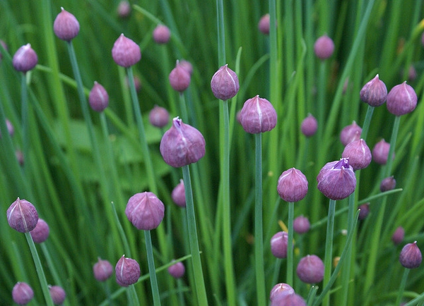 Chives — Flower buds