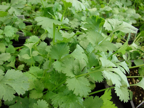 Cilantro — Coriandrum sativum