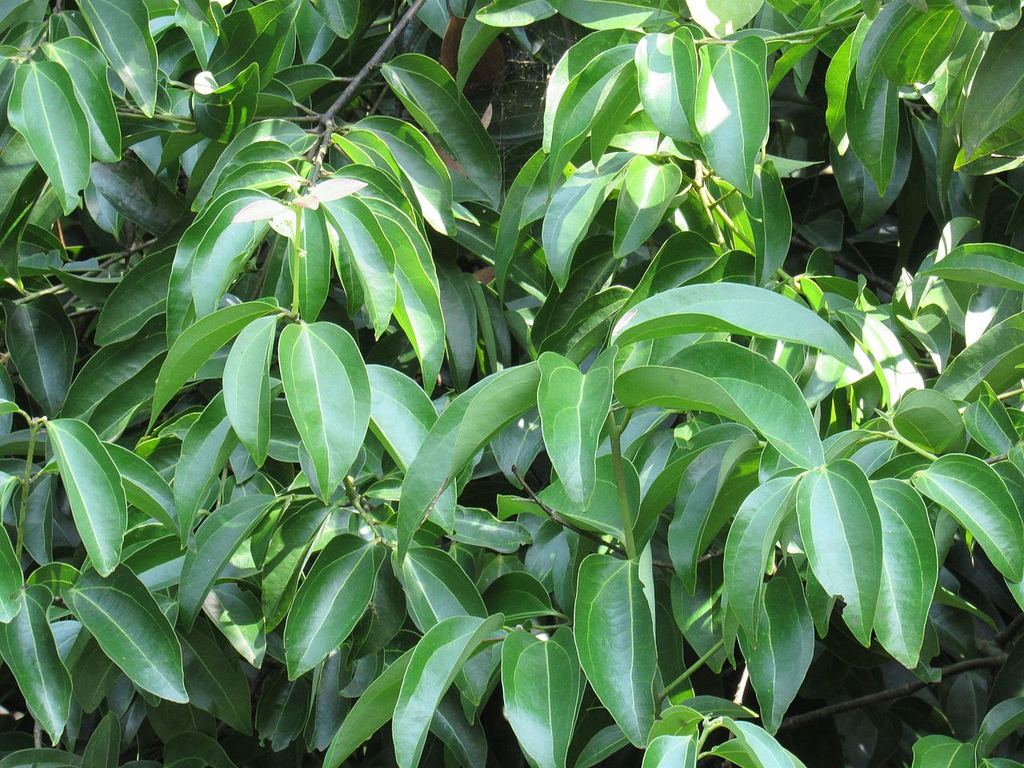 Cinnamon — Leaves