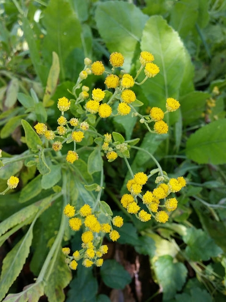 Costmary — Tanacetum balsamita