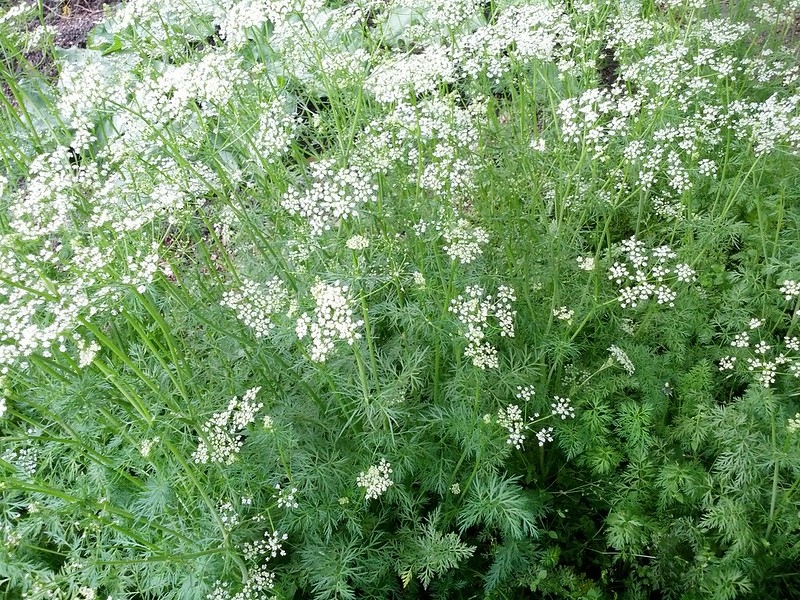 Cumin — Airy foliage with umbels of tiny white flowers.