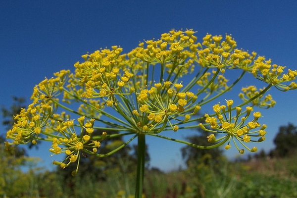 Dill — Anethum graveolens