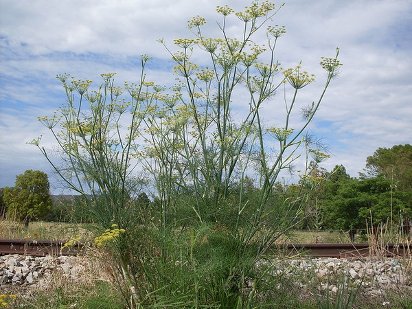 Fennel — Foeniculum vulgare