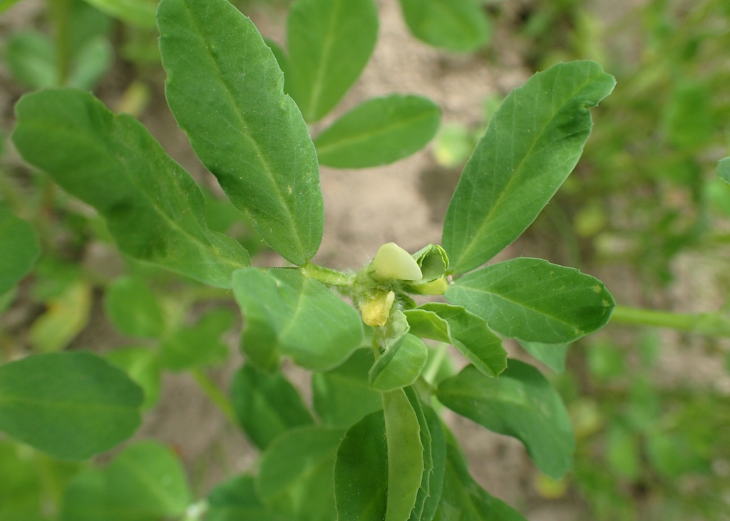 Fenugreek — Trigonella foenum-graecum