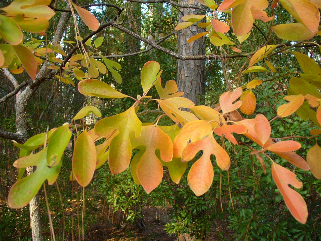 Filé — Fall leaves in Moore County. Shows 3 shapes of leaves