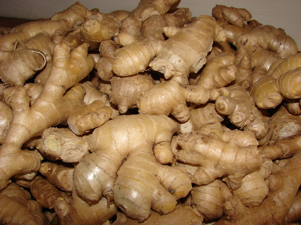 Ginger — Ginger Rhizomes