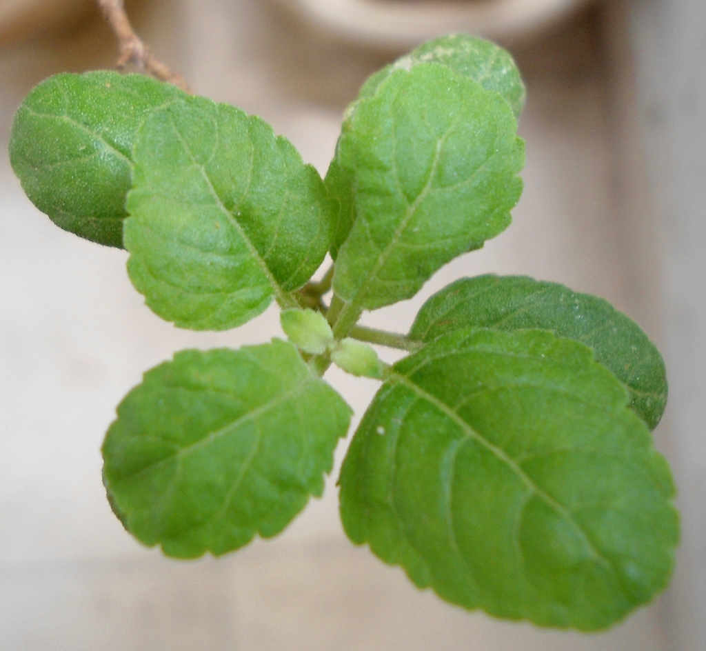 Holy Basil — Ocimum tenuiflorum