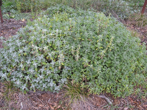 Horehound — Form
