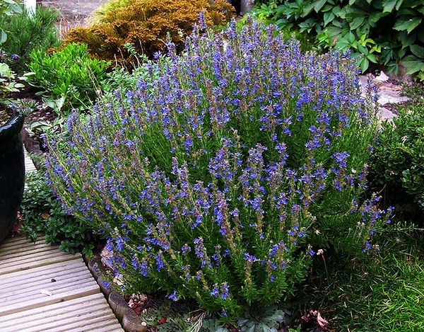 Hyssop — Rounded shrub with erect branches and terminal flower spikes.