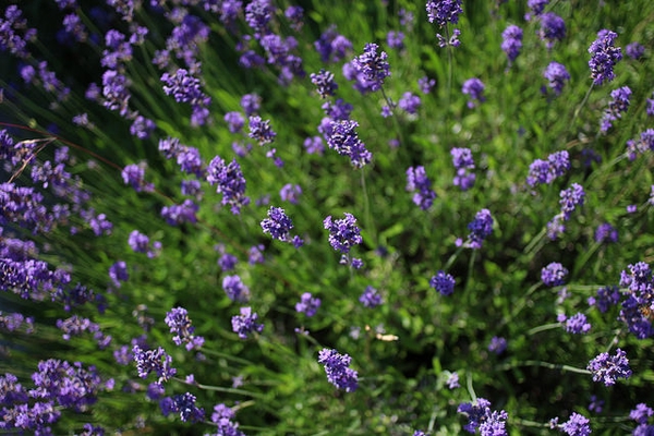 Lavender — Flowers