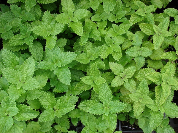 Lemon Balm — Melissa officinalis