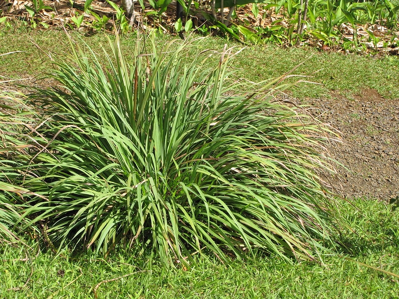 Lemon Grass — Clump of grass with soft foliage