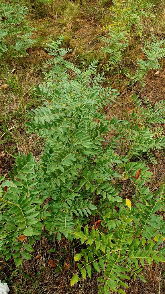 Licorice — Form in August in Bagaevskiy rayon in Russia