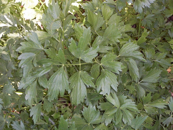 Lovage — Levisticum officinale