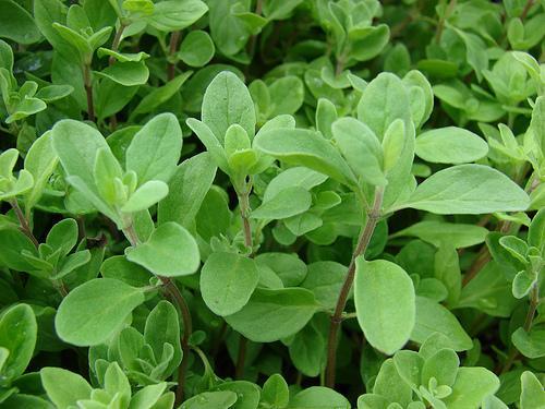 Marjoram — Origanum majorana