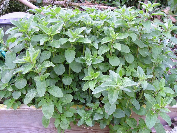 Oregano — low, mat-forming plant with opposite, roundish leaves
