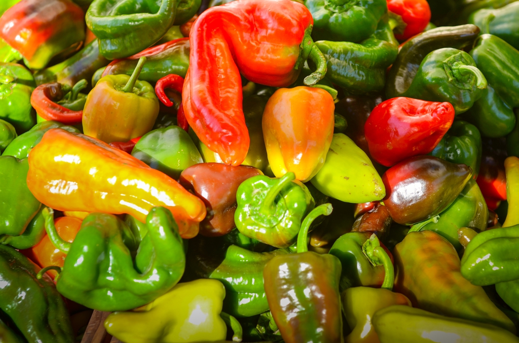Paprika — Capsicum annuum