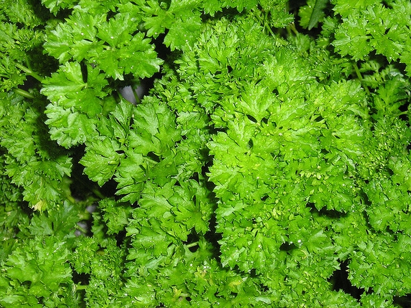 Parsley — Petroselinum crispum