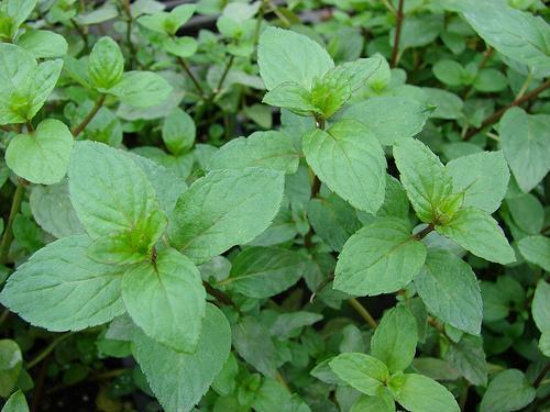 Peppermint — Leaves
