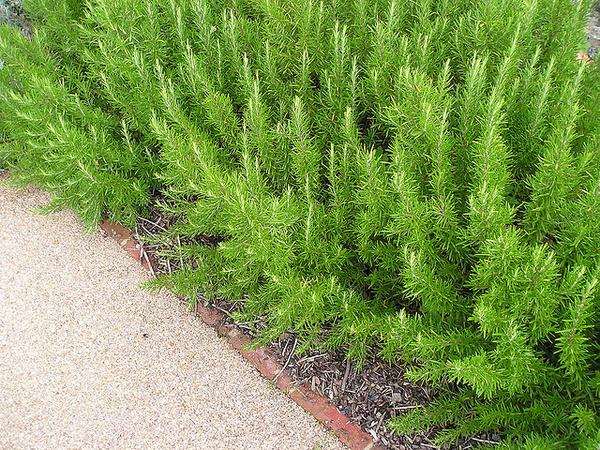 Rosemary — Low border with upright branches and needle leaves.