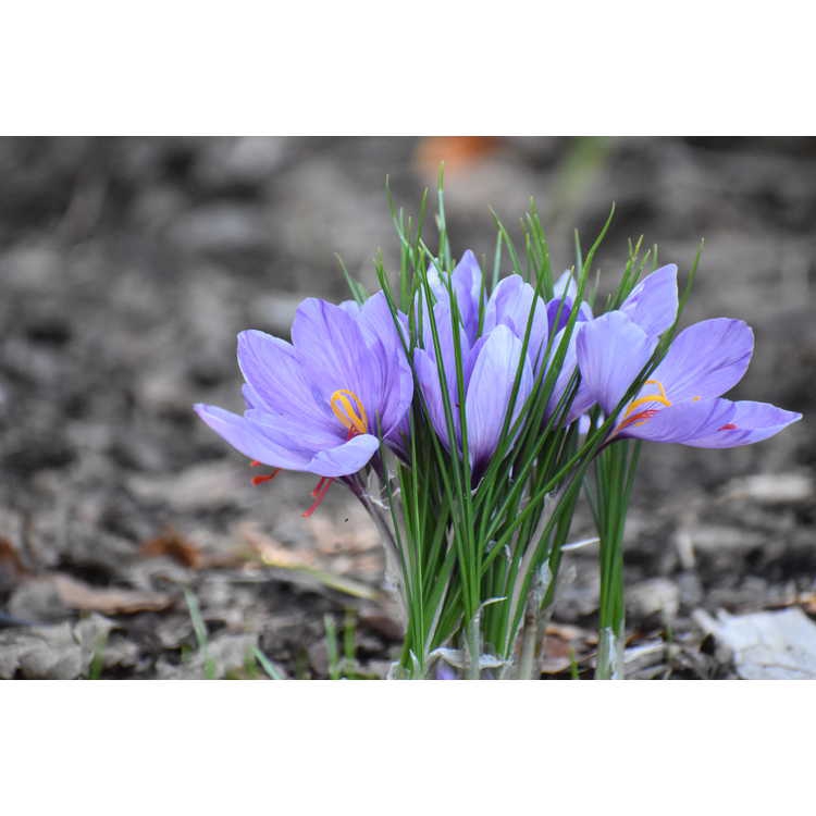 Saffron — Flowers and leaves