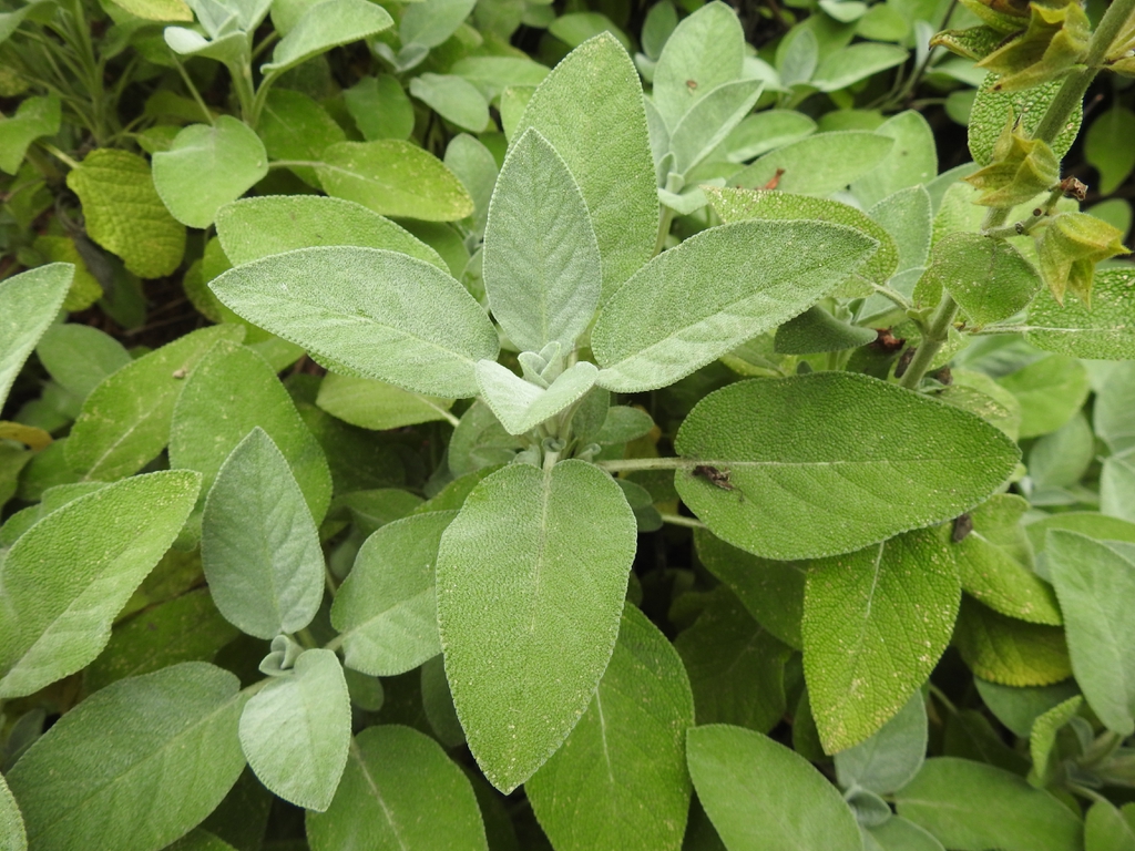 Sage — Ovate, gray-green, slightly fuzzy leaves.