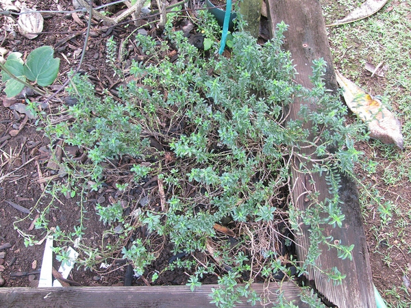 Savory — Satureja hortensis