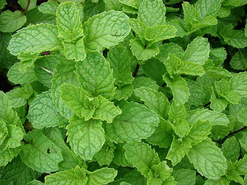 Spearmint — Mentha spica plant