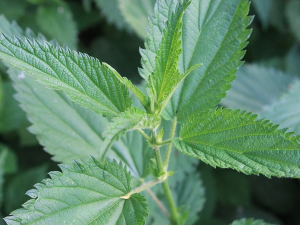 Stinging Nettle — Urtica dioica