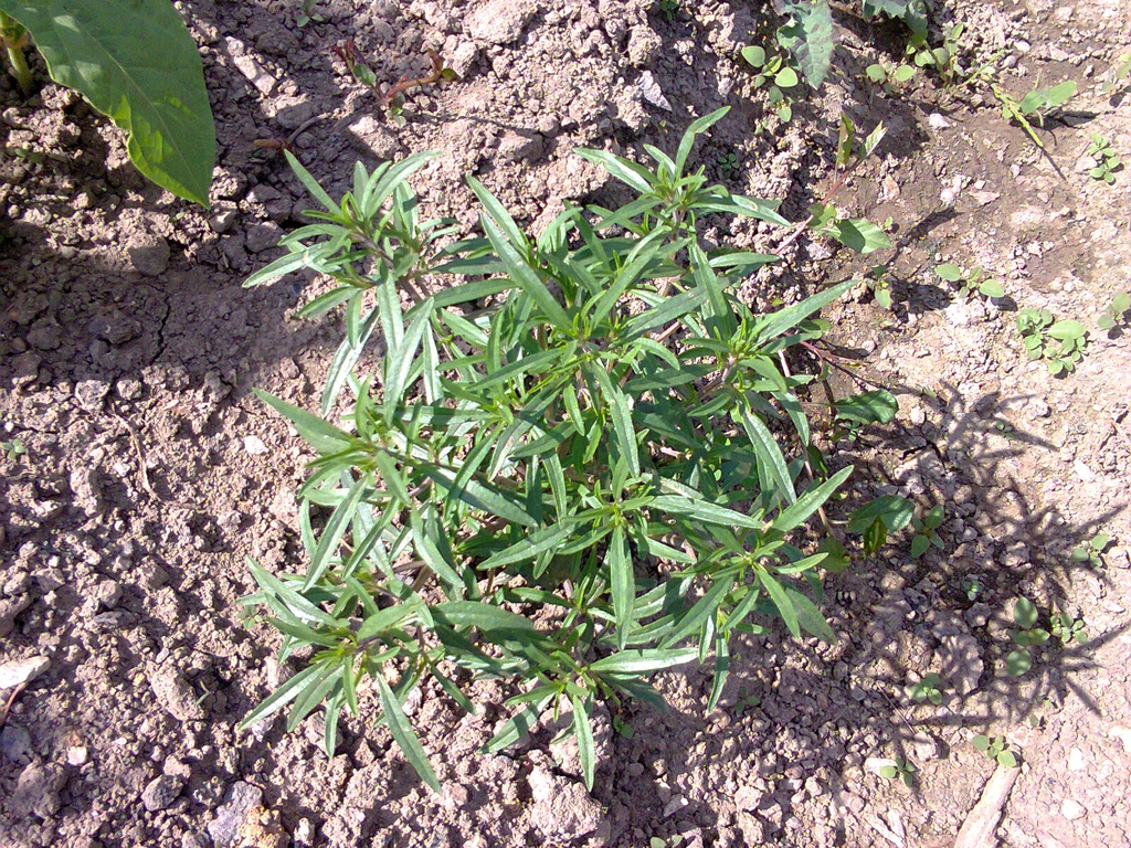 Tarragon — Artemisia dracunculus