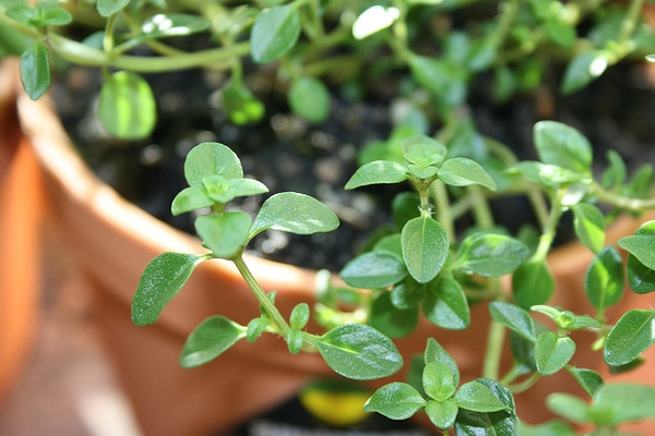 Thyme — Thymus vulgaris
