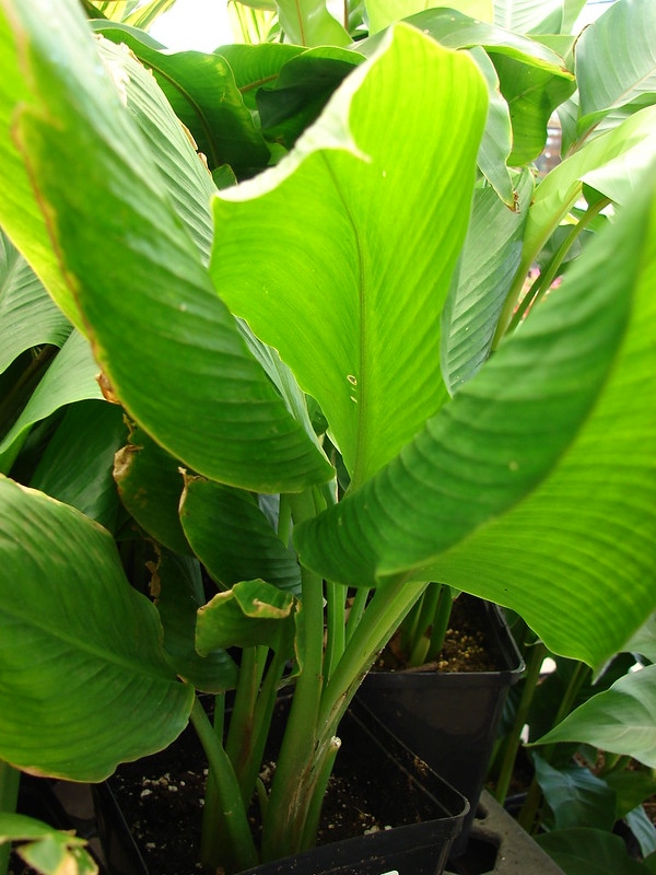 Turmeric — Herbaceous plant with broad leaves like those of banana.