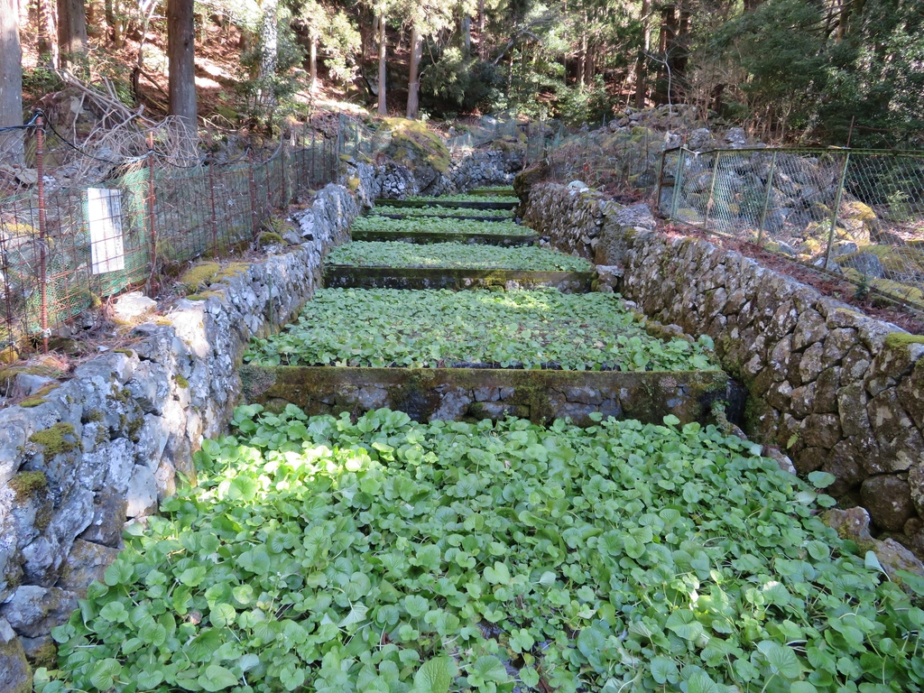 Wasabi — Mass cultivation in February in Shizuoka, Japan