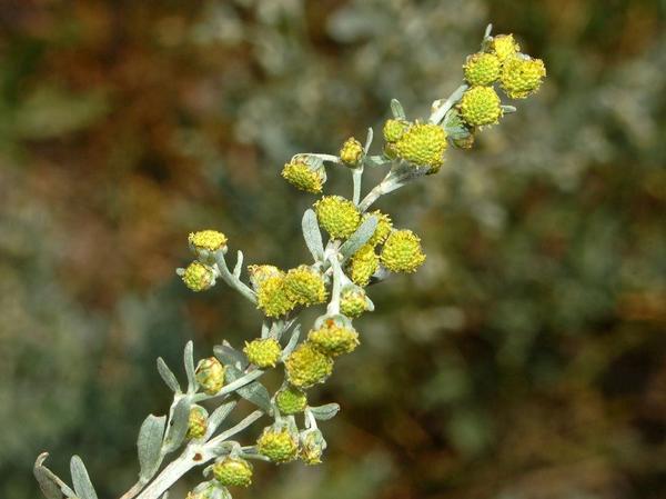 Wormwood — Artemisia absinthium